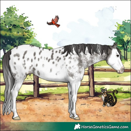 Horse Color:White Spotted Grullo Splash Near Leopard 
