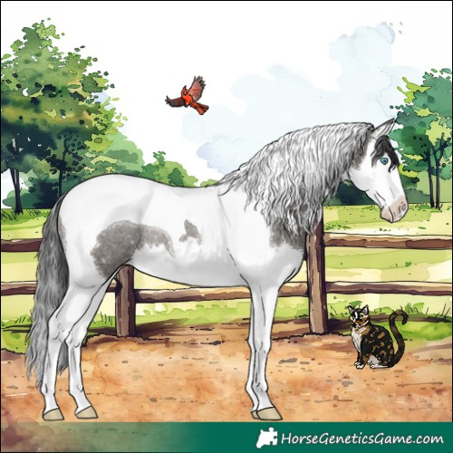 Horse Color:Grullo Splash Tobiano Rabicano 