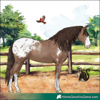 Horse Color:Classic Champagne Sabino Appaloosa 