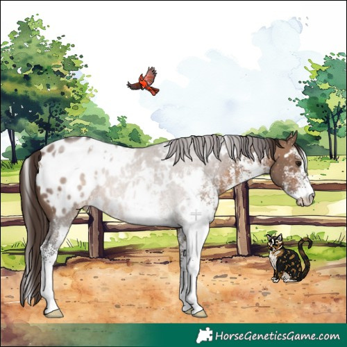 Horse Color:White Spotted Brown Dun Appaloosa Rabicano 