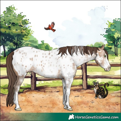 Horse Color:White Spotted Sable Champagne Appaloosa 