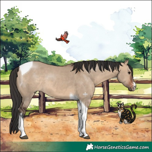 Horse Color:Brown Dun Sabino Tobiano 