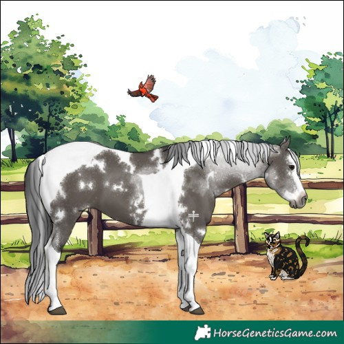 Horse Color:Gray White Spotted Grullo Splash Tobiano 