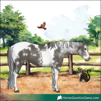 Horse Color:Gray White Spotted Grullo Splash Tobiano