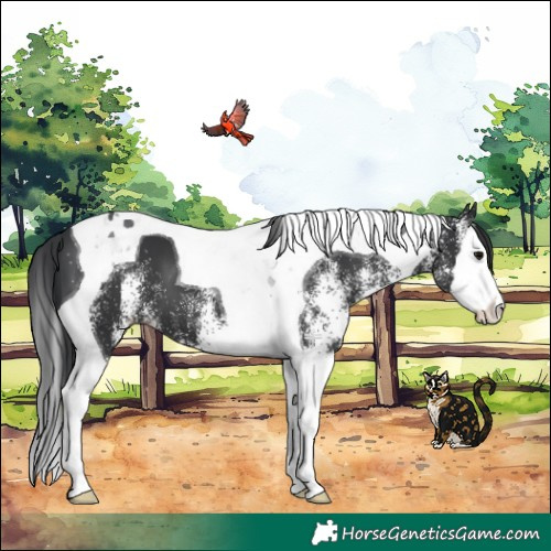 Horse Color:White Spotted Black Splash Tobiano 