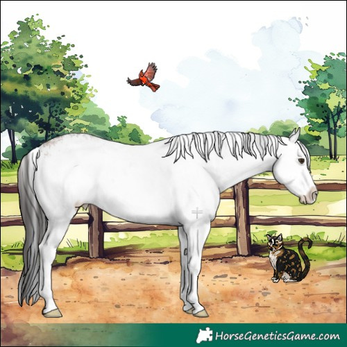 Horse Color:White Spotted Brown Dun Rabicano