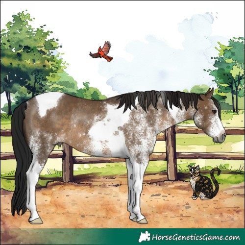 Horse Color:Gray White Spotted Brown Dun Tobiano Rabicano