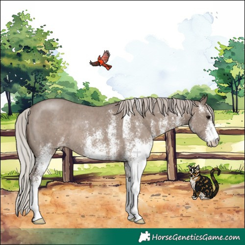 Horse Color:White Spotted Silver Grullo Rabicano