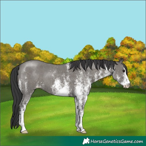 Horse Color:White Spotted Grullo 