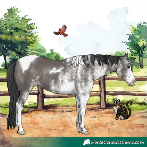 Horse Color:White Spotted Grullo Tobiano 