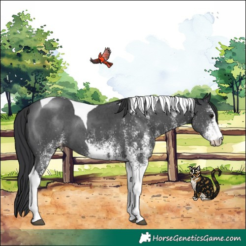 Horse Color:White Spotted Black Tobiano