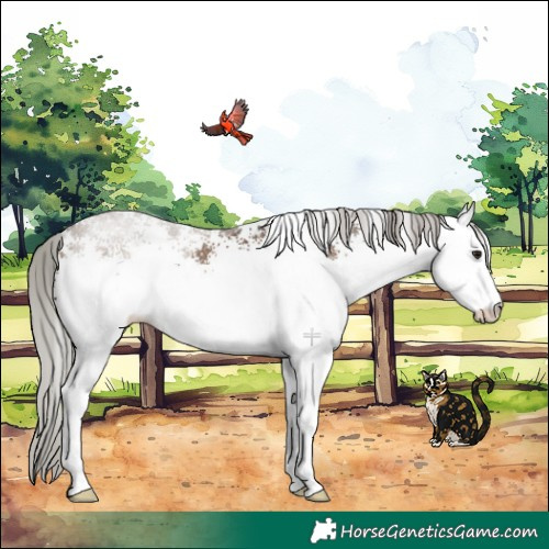 Horse Color:White Spotted Silver Brown Dun Rabicano 