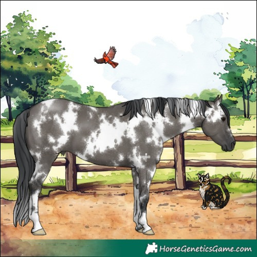 Horse Color:White Spotted Grullo 