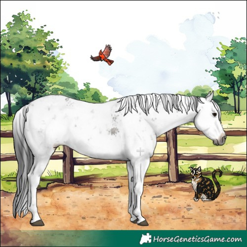 Horse Color:Gray White Spotted Grullo Sabino Rabicano 