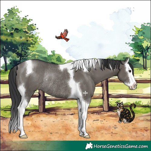 Horse Color:Grullo Splash Tobiano Rabicano 