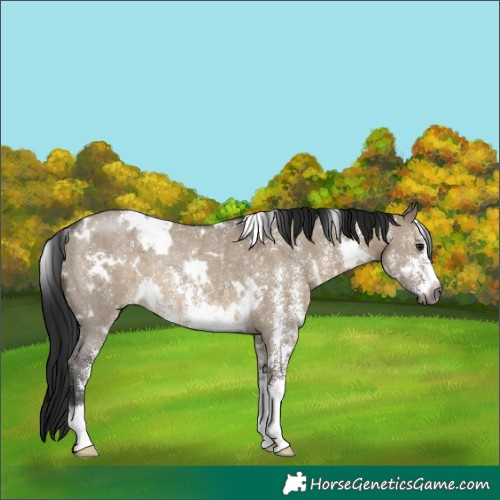 Horse Color:Gray White Spotted Brown Dun Sabino Rabicano 