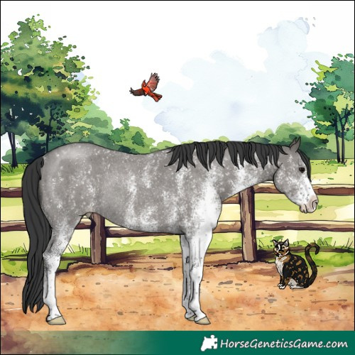 Horse Color:White Spotted Grullo Rabicano