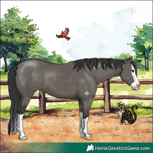 Horse Color:Grullo Splash 