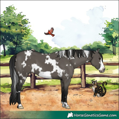 Horse Color:Gray White Spotted Grullo Frame 