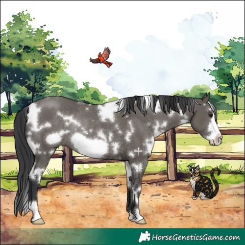 Horse Color:White Spotted Grullo Frame Rabicano 