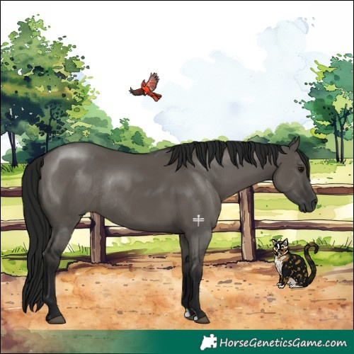 Horse Color:Gray Grullo Rabicano 