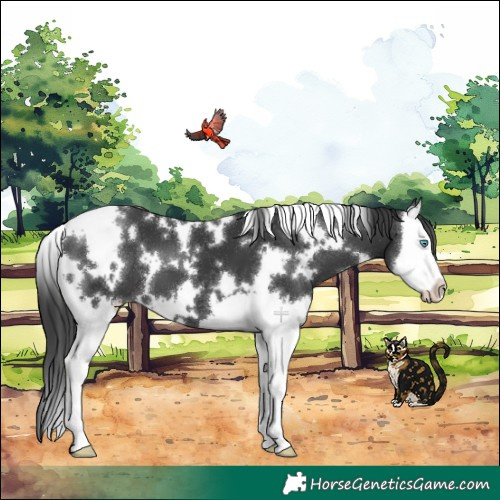 Horse Color:White Spotted Black Splash