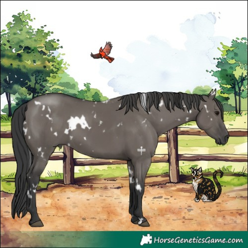 Horse Color:White Spotted Grullo