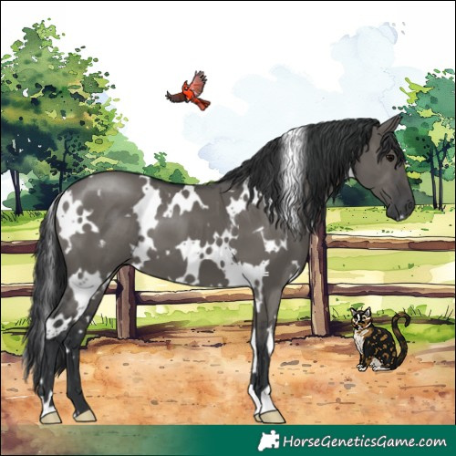 Horse Color:White Spotted Grullo