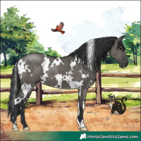 Horse Color:White Spotted Grullo