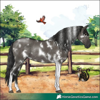 Horse Color:Gray White Spotted Grullo Tobiano Rabicano