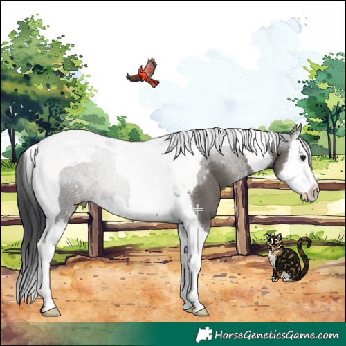 Horse Color:Grullo Splash Tobiano 
