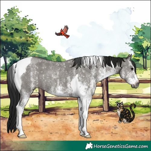 Horse Color:Gray White Spotted Grullo Tobiano 