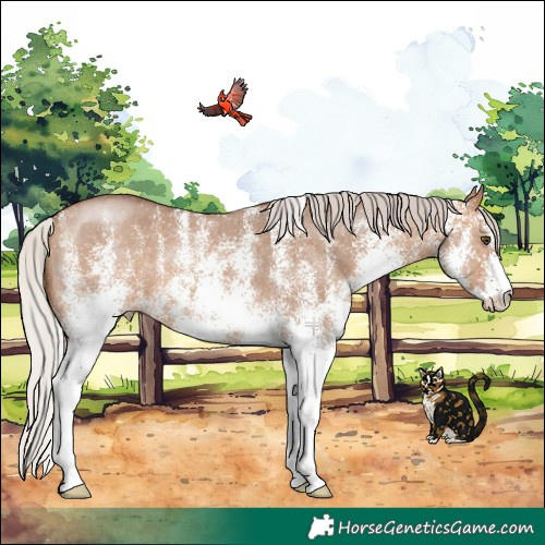 Horse Color:White Spotted Silver Brown Dun 