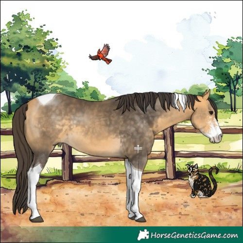 Horse Color:Buckskin Sabino Tobiano