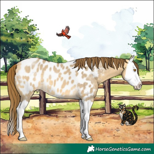Horse Color:Buckskin Dun Splash Appaloosa 