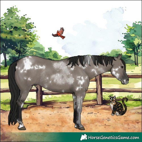 Horse Color:Gray White Spotted Grullo Rabicano