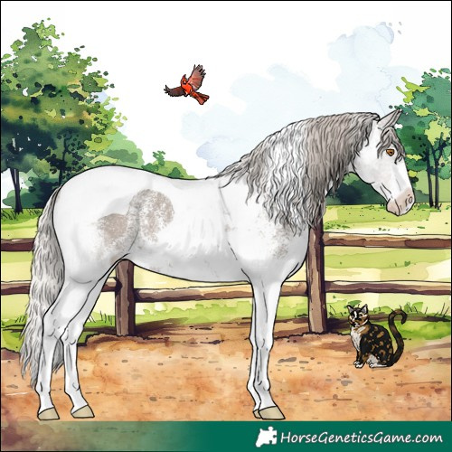 Horse Color:White Spotted Silver Grullo Tobiano 