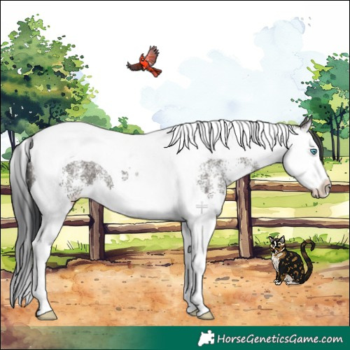 Horse Color:White Spotted Grullo Splash Tobiano 