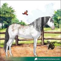 Horse Color:Gray White Spotted Sable Champagne Dun Rabicano 