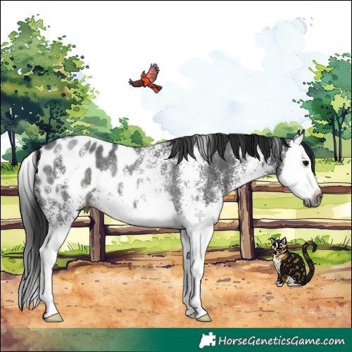 Horse Color:Gray White Spotted Black Splash Appaloosa Rabicano 