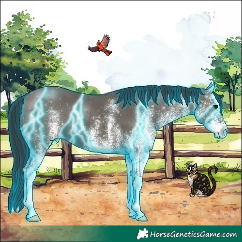 Horse Color:Thunderstruck White Spotted Grullo 