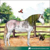 Horse Color:Painted White Spotted Grullo Splash