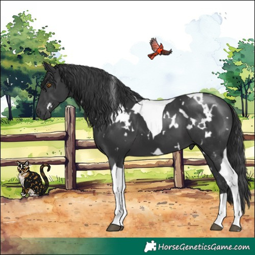 Horse Color:White Spotted Black Tobiano 