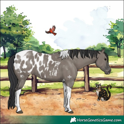 Horse Color:Grullo Tobiano Blanket 
