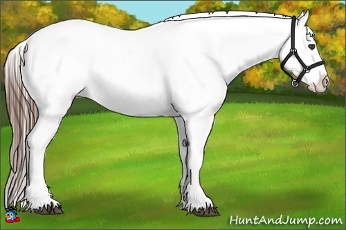 Horse Color:Black Frame Appaloosa