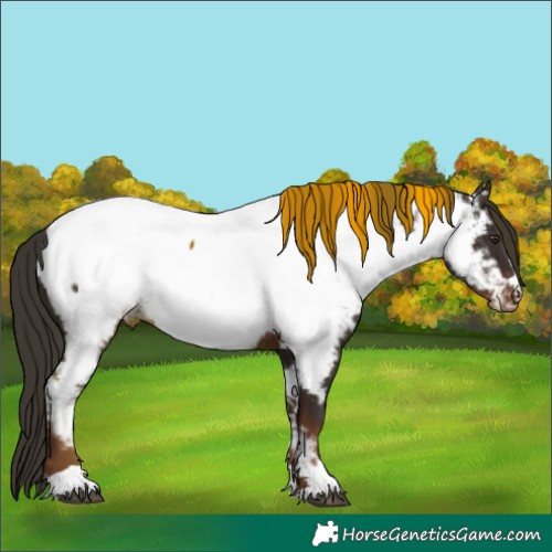 Horse Color:Liver Chestnut Appaloosa Rabicano 