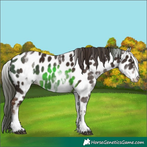 Horse Color:White Spotted Liver Chestnut Appaloosa 