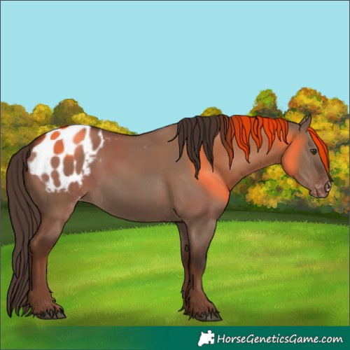 Horse Color:Liver Red Dun Appaloosa 