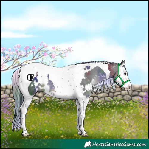 Horse Color:Nacre White Spotted Black Splash Tobiano Rabicano 