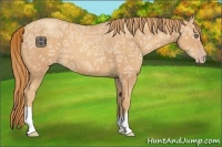 Horse Color:Gold Champagne Ice
